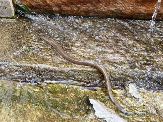 Light brown eel swims against water flowing through a fish passage.