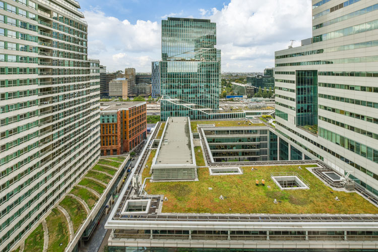 Green vegetative roof on a city building surrounded by tall buildings with reflective windows.